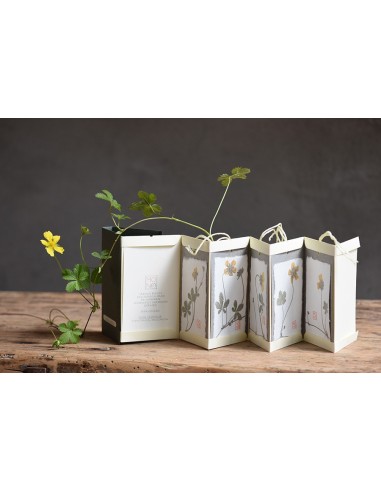 Bacello book - Potentilla