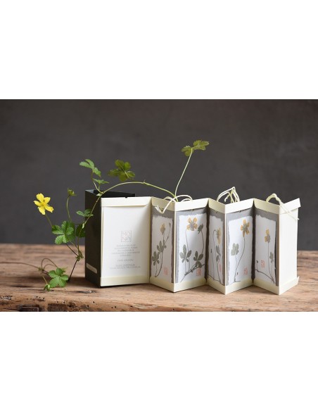 Bacello book - Potentilla