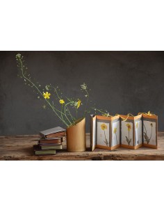 Bacello book - Ranuncolo