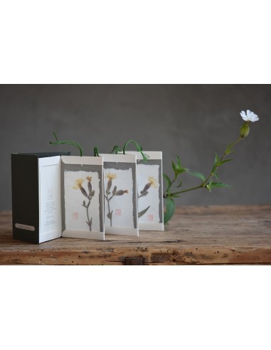 erbario herbier herbarium