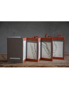 Bacello Book - Rumex acetosella