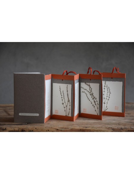 Bacello Book - Rumex acetosella