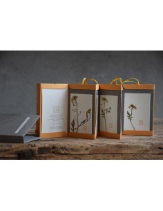 Bacello Book - Rorippa