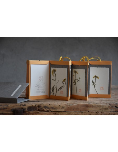 Bacello Book - Rorippa