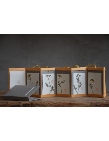 Bacello Book - Rorippa