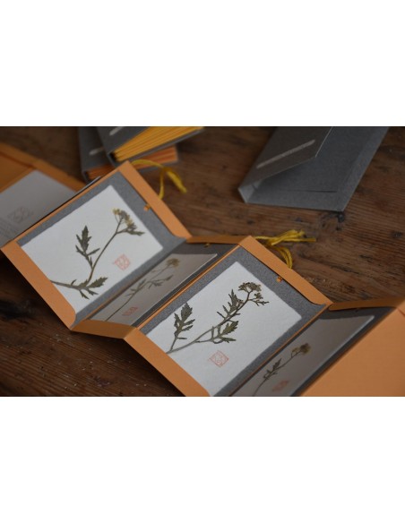 Bacello Book - Rorippa