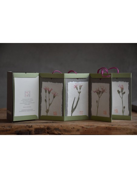 Bacello Book - Lychnis flos-cuculi verde