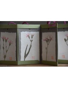 Bacello Book - Lychnis flos-cuculi verde 2