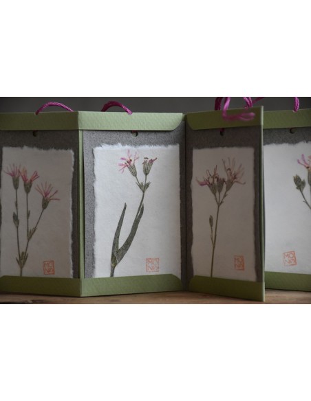 Bacello Book - Lychnis flos-cuculi verde