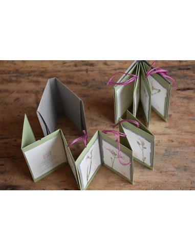 Bacello Book - Lychnis flos-cuculi verde