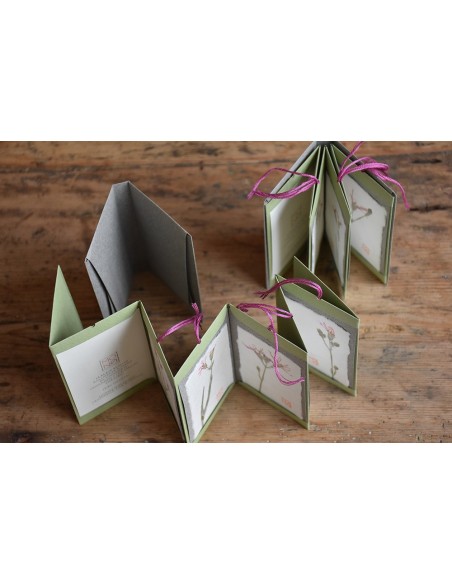 Bacello Book - Lychnis flos-cuculi verde