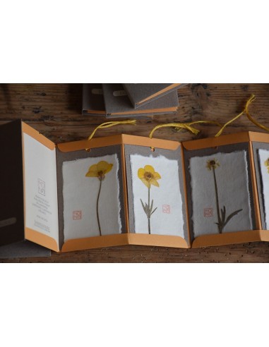 Bacello book - Ranuncolo