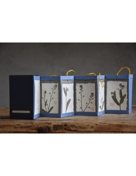 Bacello Book - Myosotis